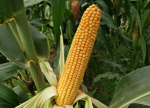 和育187玉米种子介绍