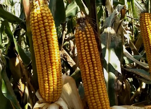 和育187玉米种子介绍