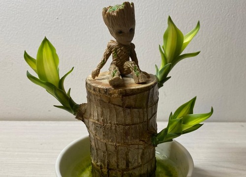 巴西木冬天怎么养才能安全过冬