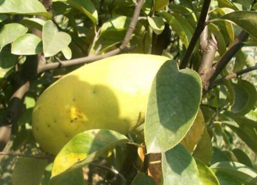 丰胸的水果有哪些