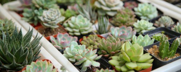 植物晒干保存的原理和方法