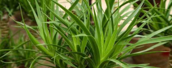 什么属相的人可以养龙血树