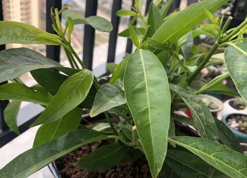 夜来香怎么过冬天