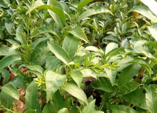 夜来香怎么过冬天