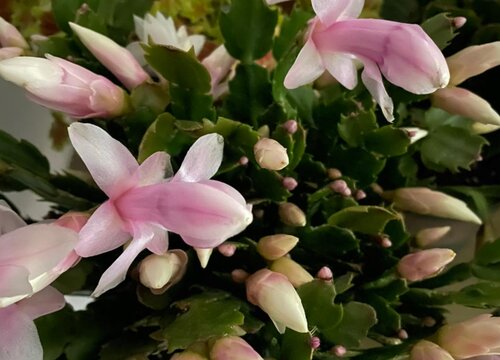 夏季怎么养蟹爪兰蹭蹭冒新芽