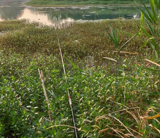 早上钓鱼的最佳时间是几点