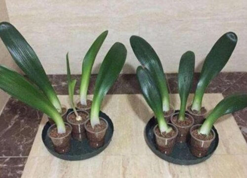 君子兰四季浇水方法都有哪些