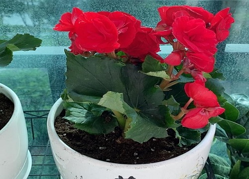 丽格海棠怎么分盆容易成活