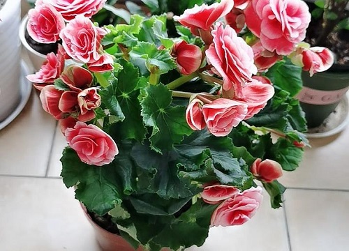 丽格海棠怎么分盆容易成活