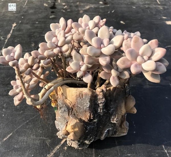 艾伦多肉养成小老桩技巧