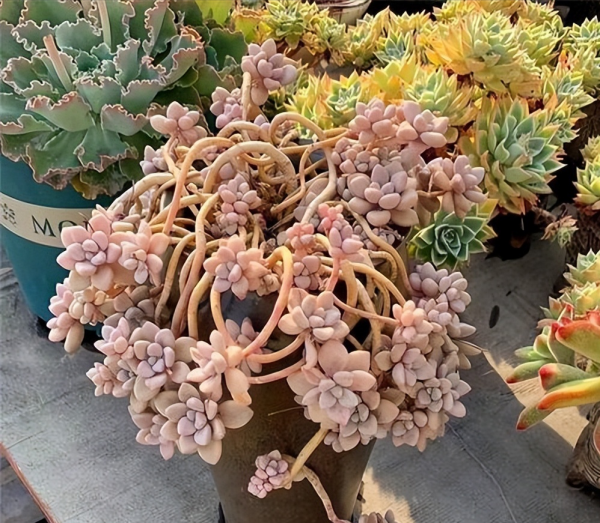 艾伦多肉养成小老桩技巧