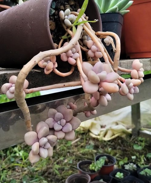 艾伦多肉养成小老桩技巧