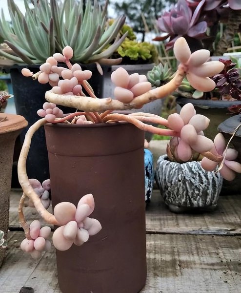 艾伦多肉养成小老桩技巧