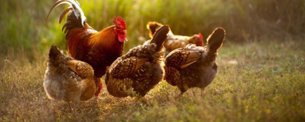 生肖鸡佩戴什么生肖好