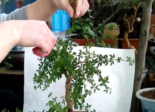 迎春花黄叶是怎么回事