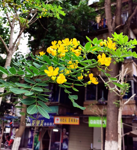 蛇灭门真的可以驱蛇吗