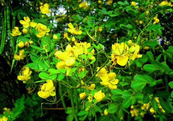 蛇灭门真的可以驱蛇吗