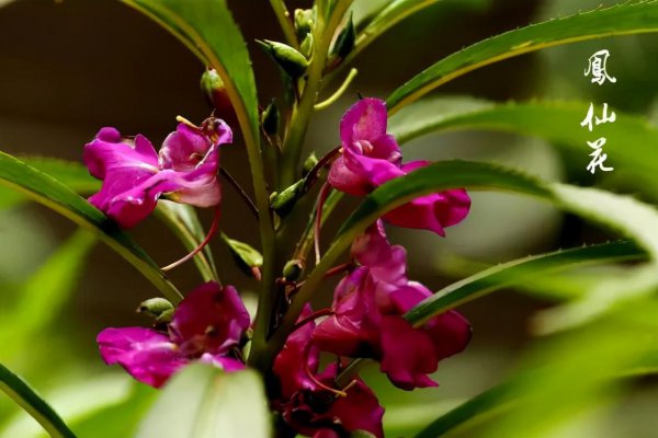 蛇灭门真的可以驱蛇吗