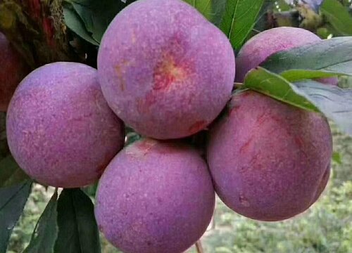 厦门的水果特产有哪些