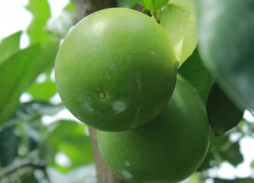 厦门的水果特产有哪些