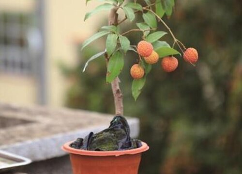 扦插荔枝快速生根方法