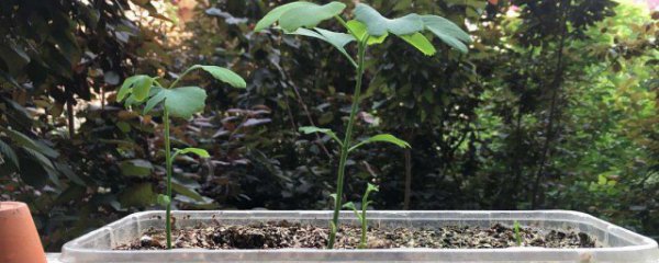 银杏种子泡几天发芽