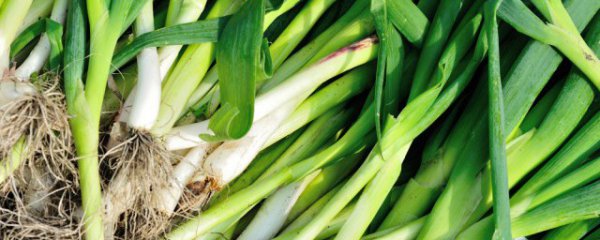 冬天蒜苗怎么种植