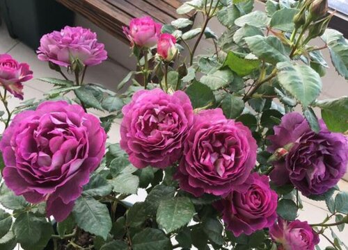 月季合唱团是藤本还是灌木植物