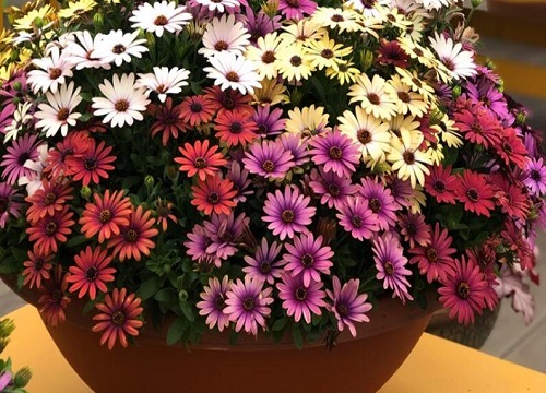 万寿菊一盆种几株好