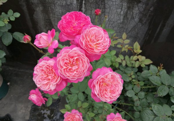 梦光环月季花优缺点