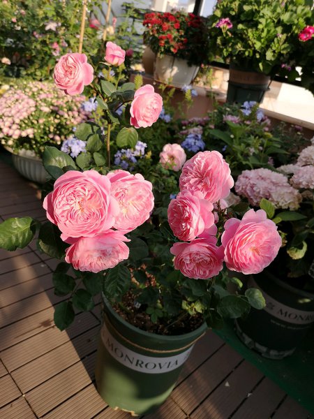 梦光环月季花优缺点