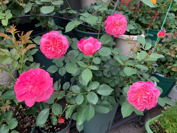 梦光环月季花优缺点