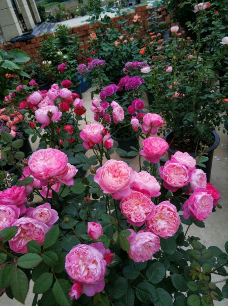 梦光环月季花优缺点