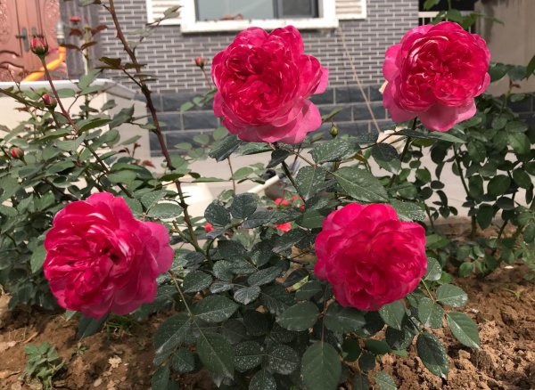 梦光环月季花优缺点