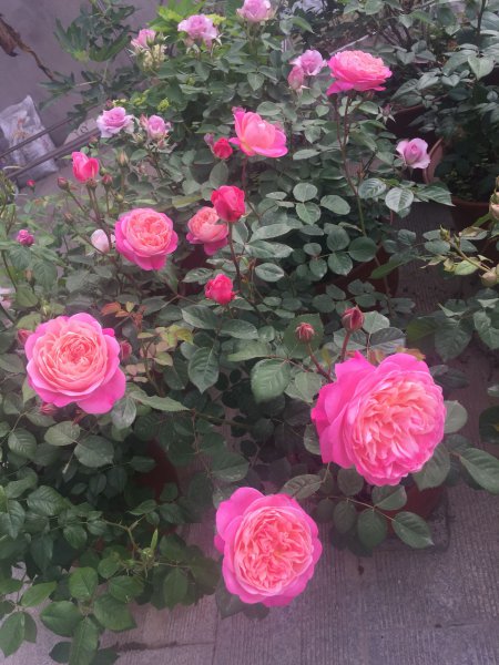 梦光环月季花优缺点