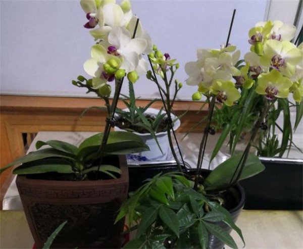 蝴蝶兰用什么花盆最好