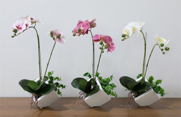 蝴蝶兰用什么花盆最好