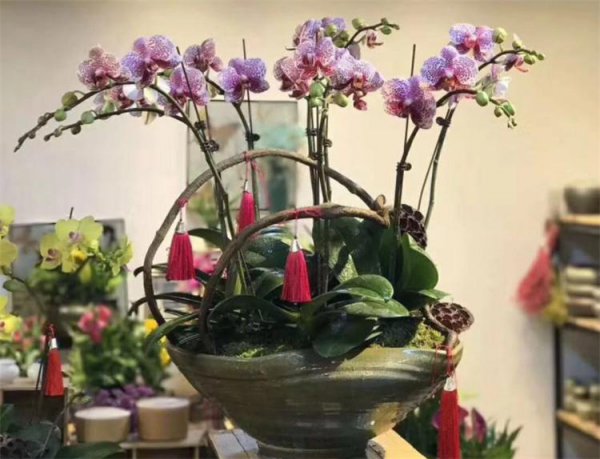 蝴蝶兰用什么花盆最好