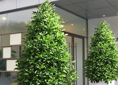 夏季茉莉花不开花的原因及解决方法