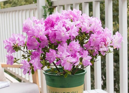 杜鹃开完花后叶子掉光死了