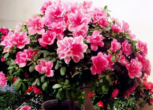 杜鹃开完花后叶子掉光死了