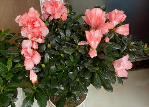 杜鹃开完花后叶子掉光死了