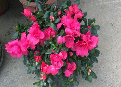 杜鹃开完花后叶子掉光死了