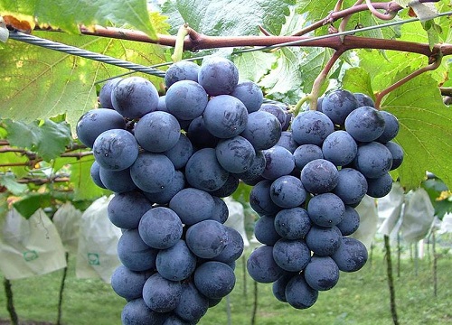 葡萄树开花前施什么肥料