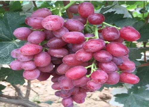 葡萄树开花前施什么肥料