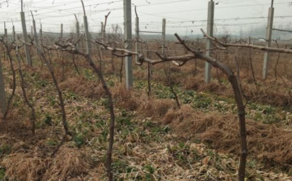 葡萄树开花前施什么肥料