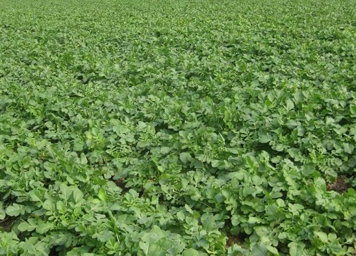 心里美萝卜几月份种植最好