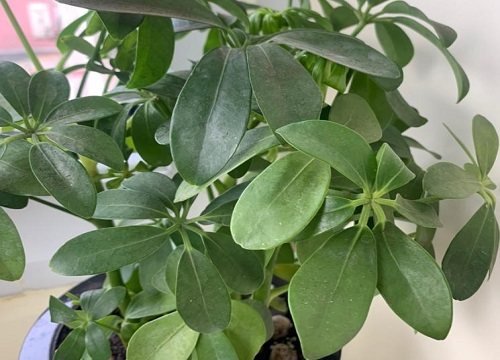 鸭掌木为什么不建议在家里