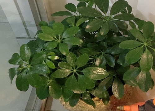 鸭掌木为什么不建议在家里