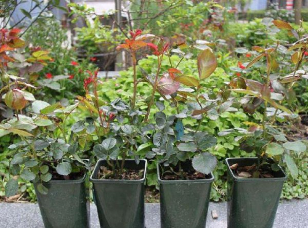 月季花秋天能换盆吗